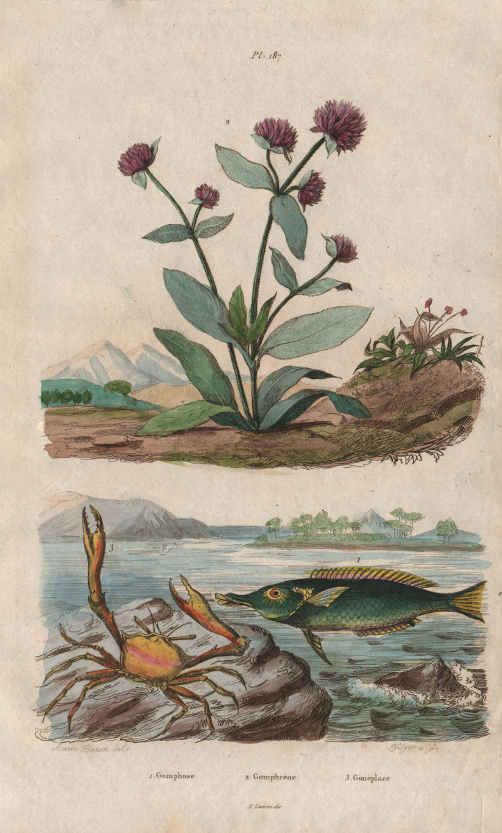 Green birdmouth wrasse. Globe Amaranth. Goneplax rhomboides (angular crab) 1833